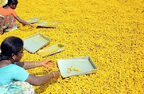 கசக்கும் கரும்பு... மகிமையிழந்த மஞ்சள்...- நெருக்கும் பிரச்சினைகளால் நொறுங்கும் ஈரோடு விவசாயிகள்