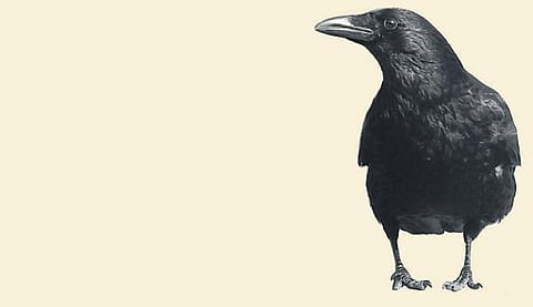 காகங்கள் தந்த பாடம்