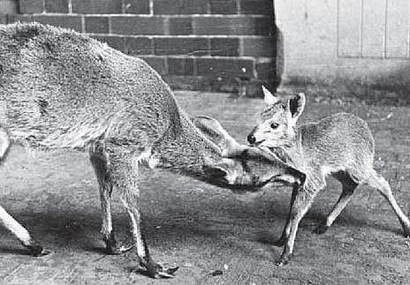 எதிர்காலத்தில் எலிகள்தான் உணவா?