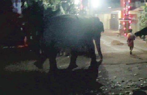 கோயில் திருவிழாவில் மிரண்டு ஓடிய யானைகள்﻿: மார்த்தாண்டம் அருகே பக்தர்கள் அச்சம்