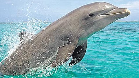 கங்கை ஆற்றில் டால்பின் கணக்கெடுப்பு﻿: மத்திய நீர்வளத் துறை அமைச்சகம் உத்தரவு﻿