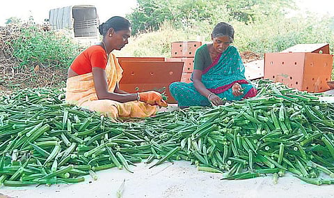 வெளிநாடுகளுக்கு வெண்டை: தேனி விவசாயி  சாதனை