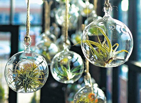 வீட்டைப் பசுமையாக்கும் செடிகள்