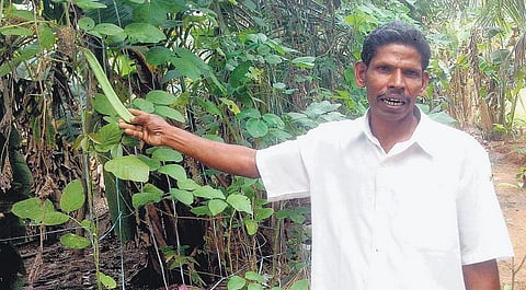 ஆடு, மாடு, கோழி இருந்தால் மாதம் ரூ. 30 ஆயிரம் வருமானம்