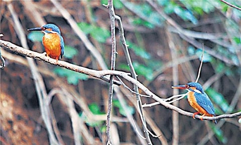 பறவைகள் பிடிக்குமா?- கணக்கெடுப்புக்கு உதவலாம்!
