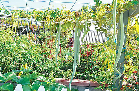 எளிய காய்கறித் தோட்டம்