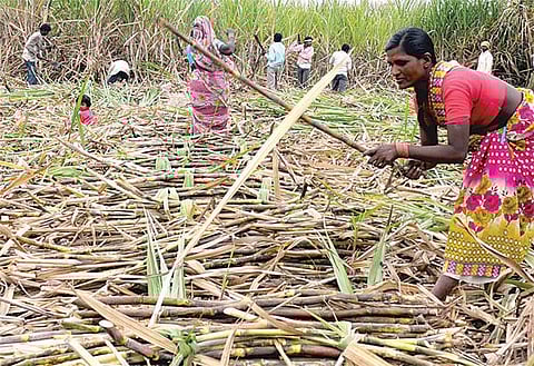 சொல்லத் தோணுது 17 - யாருக்குப் பொங்கல்?