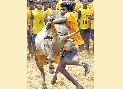 சூரியனை வணங்கும் நன்னாள்