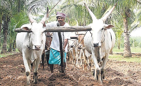 இங்கு எல்லாமே இயற்கைதான்!﻿ - வி.ஐ.பி விவசாயி