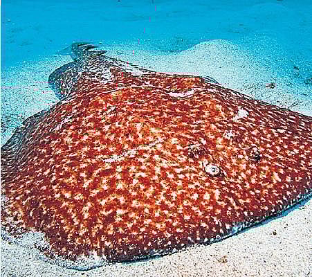 விந்தை விலங்குகள்!﻿