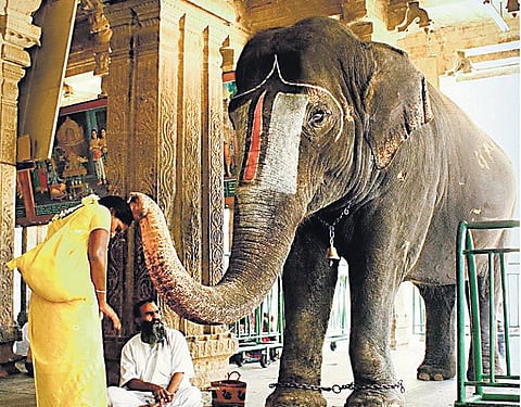 கோயில் யானை : குழந்தைப் பாடல்