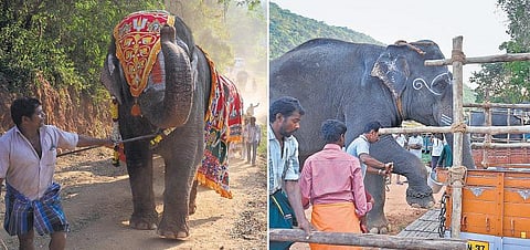 48 நாட்கள் நலவாழ்வு முகாம் நிறைவு: பிரியா விடைபெற்ற கோயில் யானைகள்