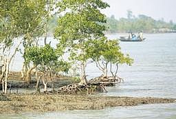 ‘ராவணன் மீசை செடி’யைப் பாதுகாப்போம்