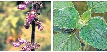 மகசூல் கொழிக்கும் ‘கோலியாஸ்’ ஏக்கருக்கு ரூ. 1 லட்சம் வருமானம்﻿