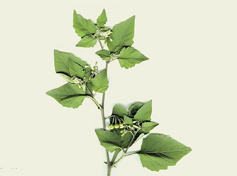 வயிற்றுக்கு இதம் தரும் மணத்தக்காளி