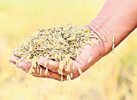 தண்ணீருக்கு அஞ்சாத கார்நெல்﻿