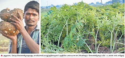 விவசாயிகளை மகிழ்விக்கும் சேனை சாகுபடி﻿: ஓட்டப்பிடாரம் பகுதியில் அறுவடை தீவிரம்﻿