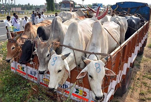 பசுக்களை கொல்வதை தடுக்கும் அதிகாரம் மாநில அரசுகளுக்கே உள்ளது﻿: மத்திய அரசு சுற்றறிக்கை﻿