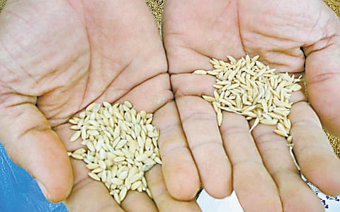 மல்லிகைப்பூ போன்ற நெல்﻿