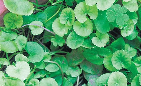 அறிவைப் பெருக்கும் வல்லாரை﻿