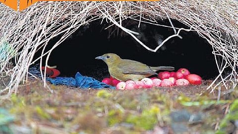 விலங்குகளின் விநோதப் பழக்கங்கள்: அலங்கரிக்கும் பறவை!