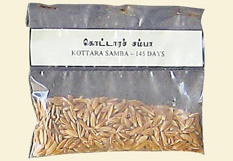 கொழுப்பைக் கரைக்கும் கொட்டார சம்பா