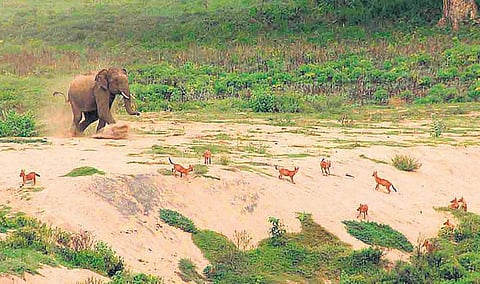 காடுகளின் ரகசியம் பகிரும் கேமரா காதலி﻿