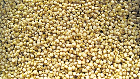 கீன்வா, சியா மாற்றுப் பயிர் சாகுபடி - வழிகாட்டும் மத்திய நிறுவனம்