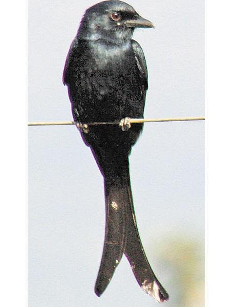 நானும் கண்டேன் ஆனைச்சாத்தான்﻿- வாசகர் கருத்து