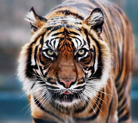 புலிகள் தேசத்தில் நடப்பது என்ன?