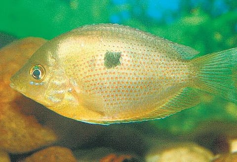 அழகான மீனும் சள்ளையான பெயரும்﻿