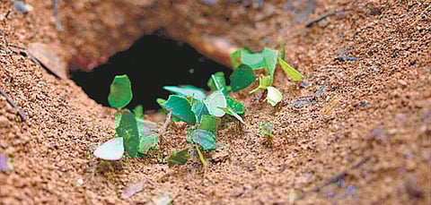 உலகின் முதல் விவசாயி!