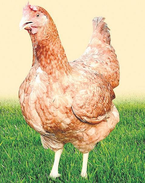 வளம் தரும் வனராஜா, கிராமப்பிரியா கோழிகள்﻿