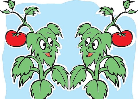 செடிகள் பேசிக்கொள்ளுமா?﻿