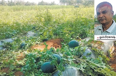 கோவையைக் கலக்கும் சர்க்கரை ராணி: கறுப்பு தர்பூசணி விளைச்சல் அமோகம்﻿