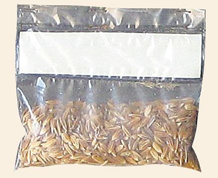 ஊடுபயிர் நெல்﻿- நம் நெல் அறிவோம்!