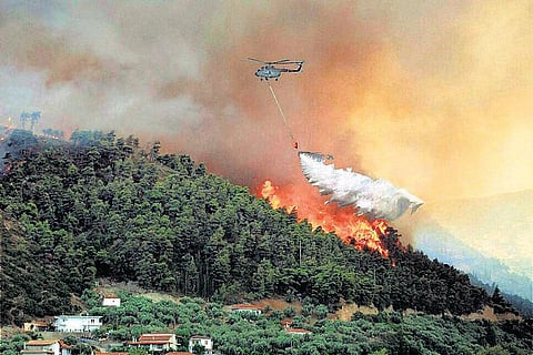 காட்டுத் தீ நல்லது?﻿