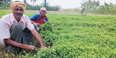 மணக்கும் புதினா சாகுபடி: ஆண்டுக்கு ரூ. 1 லட்சம் லாபம்﻿