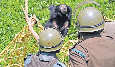 கரடி கடித்து படுகாயமடைந்த கணவனும் பலி: முதுமலையில் தொடரும் பீதி