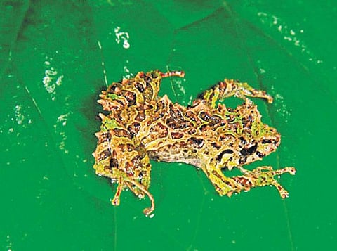 உலக மசாலா: முள் தவளை!