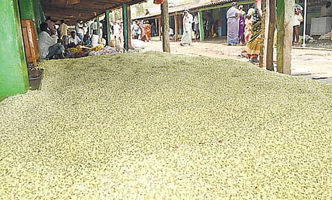 மதுரை மல்லி விலை கடும் வீழ்ச்சி﻿ பறிப்பு கூலிக்குக் கூட வருவாய் இல்லை﻿﻿