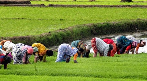 மண்ணைப் பொன்னாக்கிய பண்ணையாட்கள்