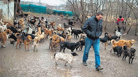 தெரு நாய்களுக்காகப் போராட்டம்: செர்பியாவில் ஒரு விசித்திர மனிதர்﻿