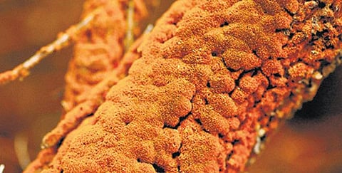 அறிவியல் துளிகள்﻿: ‘ரத்த’ மழையின் மர்மம்