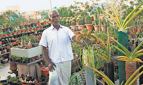 கள்ளிச் சோலை﻿