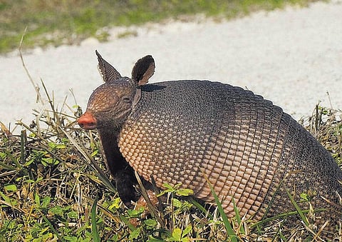 ஆர்மடில்லோவை கொன்ற‌ தோட்டா பெண்ணையும் துளைத்தது: அமெரிக்காவில் விபரீதம்﻿