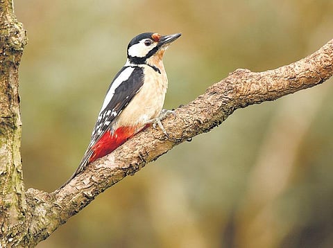 உயிரிகள் உலகம்: வாய்க்குள் இயந்திரம்!﻿