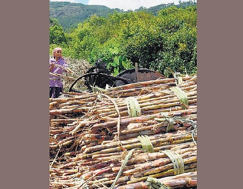 கரும்பு விவசாயிகளுக்கு அரசே நேரடி மானியம் தர வேண்டும்: சர்க்கரை ஆலைகள் சங்கம் கோரிக்கை﻿