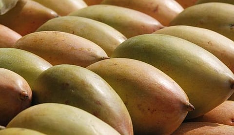 வெளிநாடுகளில் இந்திய மாம்பழத்துக்கு தடை நீக்கம் எதிரொலி﻿﻿: ஏற்றுமதிக்கான கட்டமைப்பு வசதிகளை அதிகளவில் ஏற்படுத்த வேண்டும் - தமிழக மா விவசாயிகள் வலியுறுத்தல்