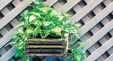 கோடை வெயிலைச் சமாளிக்க...﻿